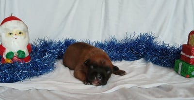 Mâle 2 - American Staffordshire Terrier