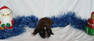 Mâle 3 - American Staffordshire Terrier