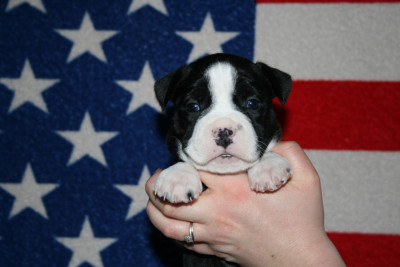 Les chiots de American Staffordshire Terrier