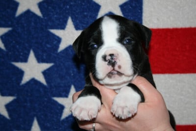 Les chiots de American Staffordshire Terrier