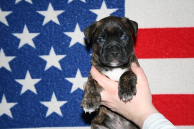 Les chiots de American Staffordshire Terrier