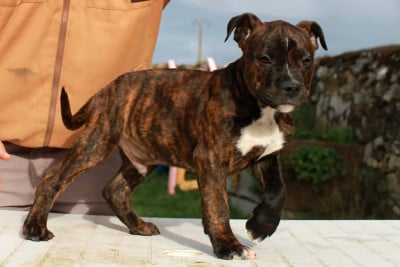 Les chiots de American Staffordshire Terrier