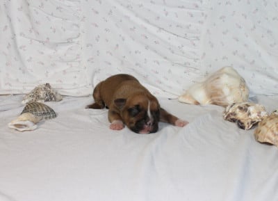 Les chiots de American Staffordshire Terrier