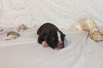 Les chiots de American Staffordshire Terrier