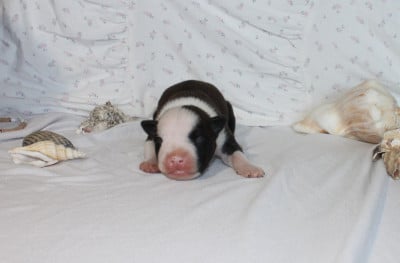 Les chiots de American Staffordshire Terrier