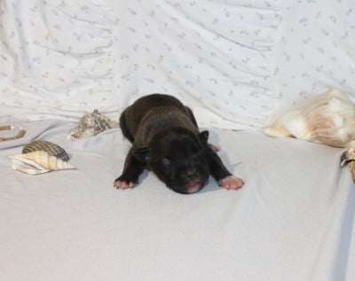 Les chiots de American Staffordshire Terrier