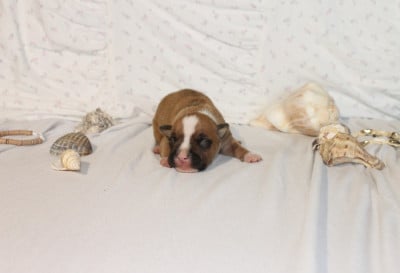 Les chiots de American Staffordshire Terrier