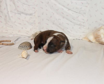 Les chiots de American Staffordshire Terrier