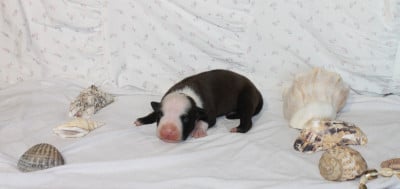 Les chiots de American Staffordshire Terrier