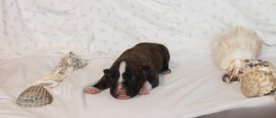 Les chiots de American Staffordshire Terrier