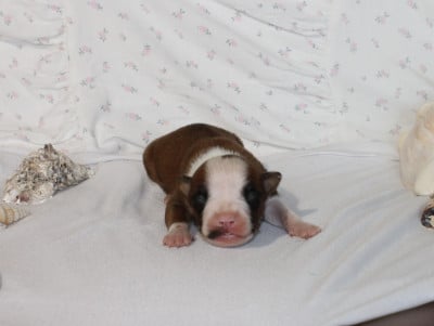 Les chiots de American Staffordshire Terrier