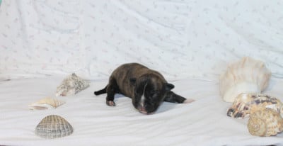 Les chiots de American Staffordshire Terrier