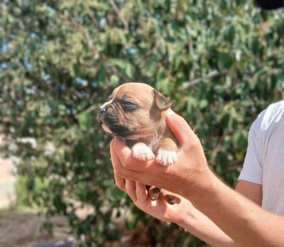Les chiots de American Staffordshire Terrier