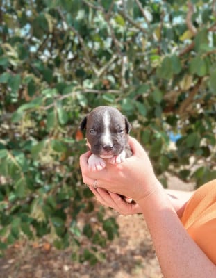 Les chiots de American Staffordshire Terrier