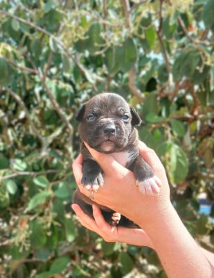Les chiots de American Staffordshire Terrier