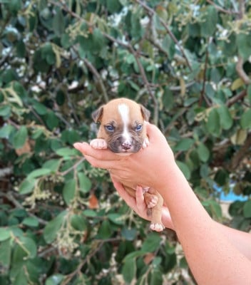 Les chiots de American Staffordshire Terrier