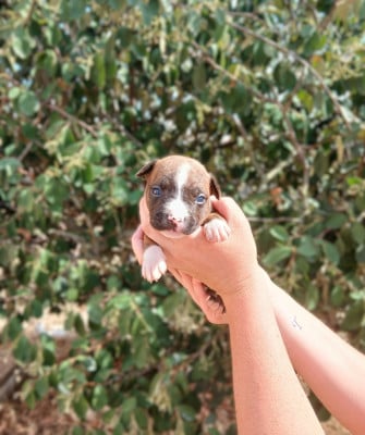 Les chiots de American Staffordshire Terrier