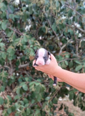 Les chiots de American Staffordshire Terrier
