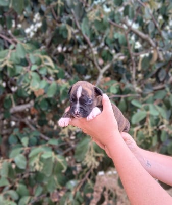 Les chiots de American Staffordshire Terrier