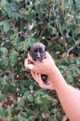 Les chiots de American Staffordshire Terrier