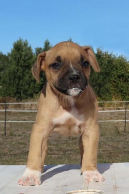 Les chiots de American Staffordshire Terrier