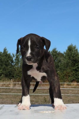Les chiots de American Staffordshire Terrier