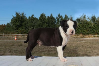 Les chiots de American Staffordshire Terrier
