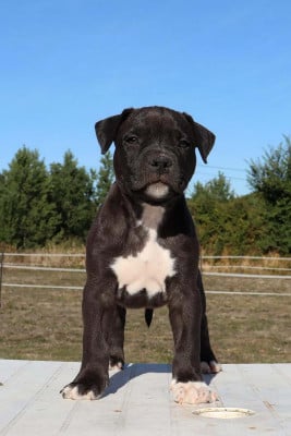 Les chiots de American Staffordshire Terrier