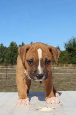 Les chiots de American Staffordshire Terrier