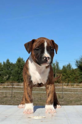 Les chiots de American Staffordshire Terrier