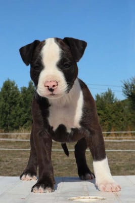Les chiots de American Staffordshire Terrier