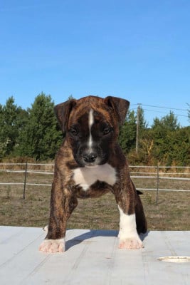 Les chiots de American Staffordshire Terrier