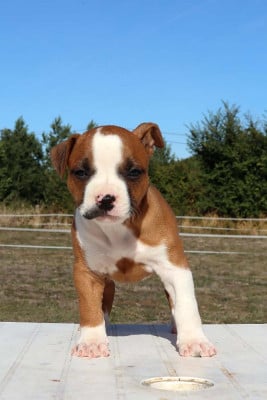 Les chiots de American Staffordshire Terrier