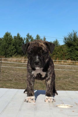 Les chiots de American Staffordshire Terrier