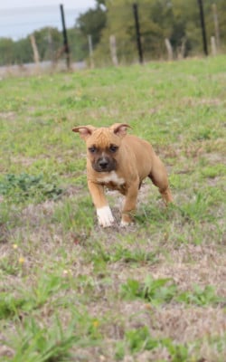 Les chiots de American Staffordshire Terrier