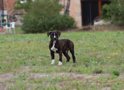 Les chiots de American Staffordshire Terrier