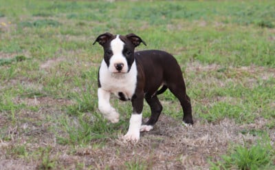 Les chiots de American Staffordshire Terrier