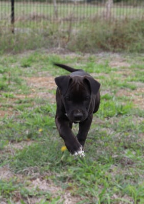 Les chiots de American Staffordshire Terrier