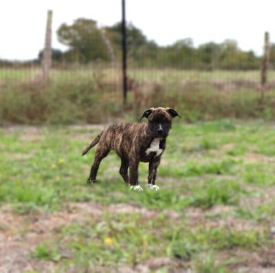 Les chiots de American Staffordshire Terrier