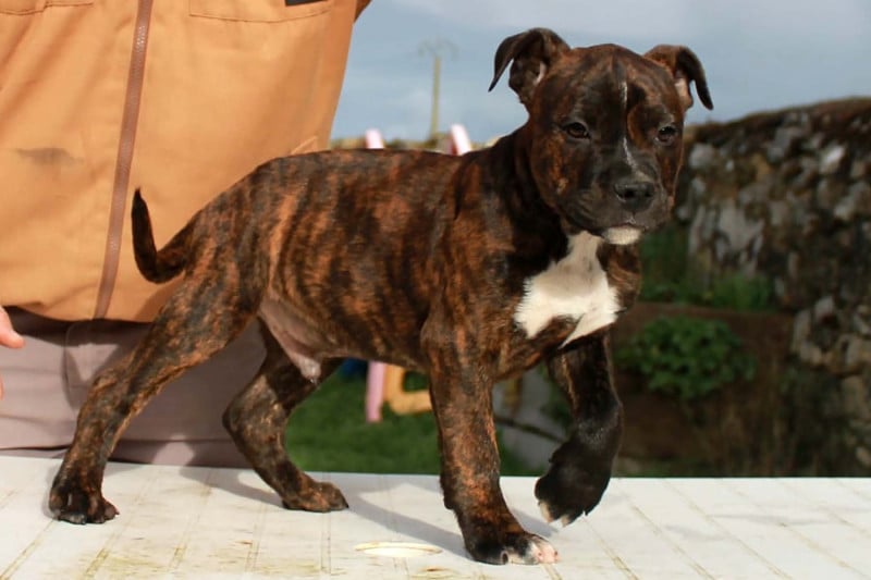 American Staffordshire Terrier - Du Domaine Du Sautadet