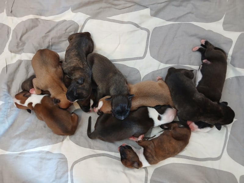 American Staffordshire Terrier - Du Domaine Du Sautadet