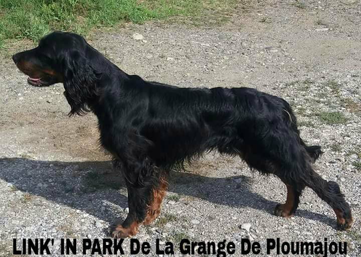 Link'in park De La Grange De Ploumajou - 1er Excellent + C.A.C.S. Classe ouverte M