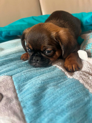 Les chiots de Petit Brabançon