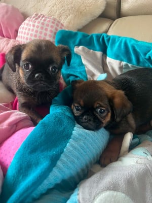 Les chiots de Petit Brabançon