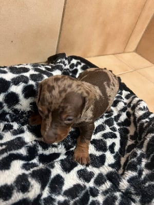 Les chiots de Teckel poil ras