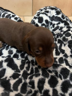 Les chiots de Teckel poil ras