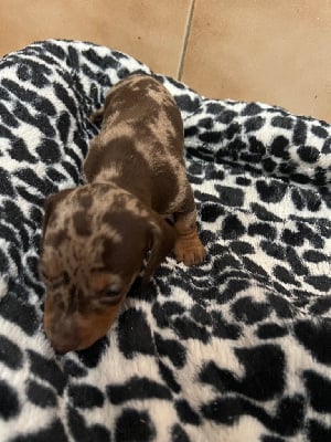 Les chiots de Teckel poil ras