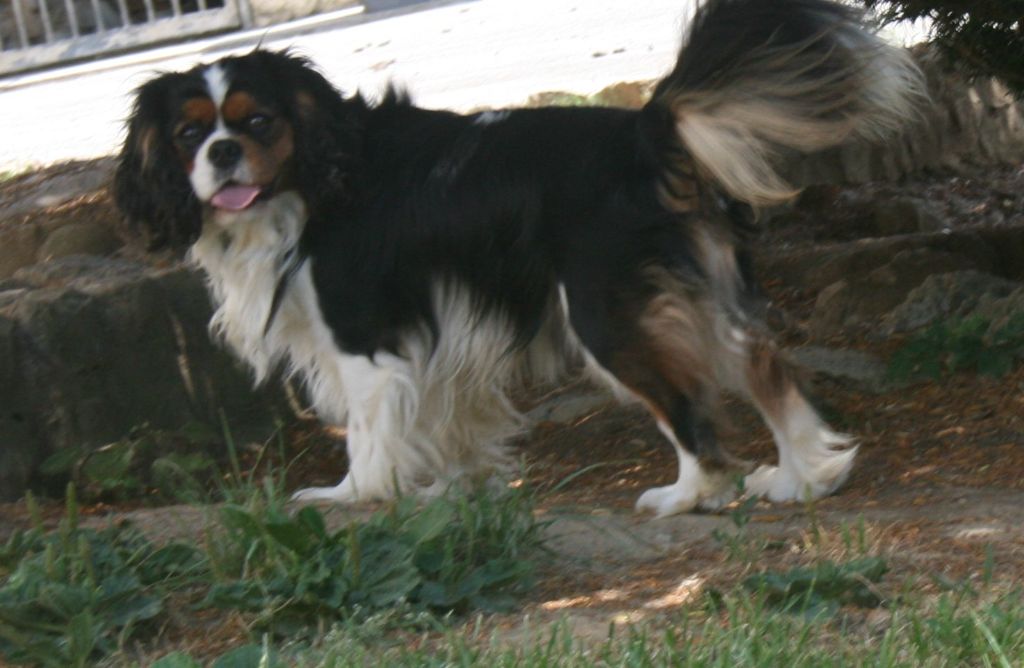 Publication : Des Jardins De Vesco