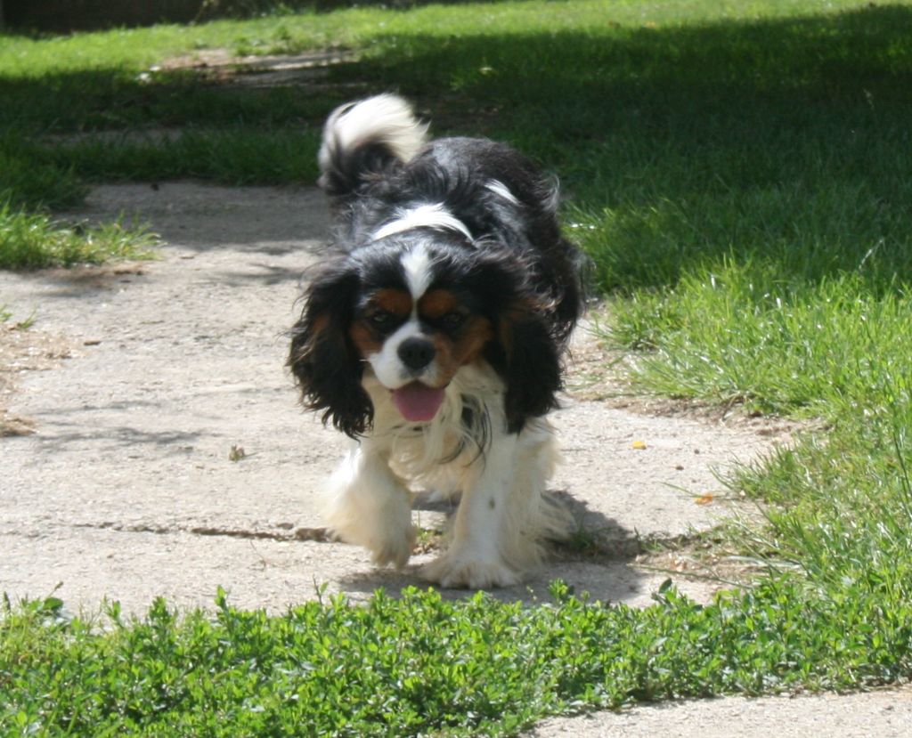 Publication : Des Jardins De Vesco