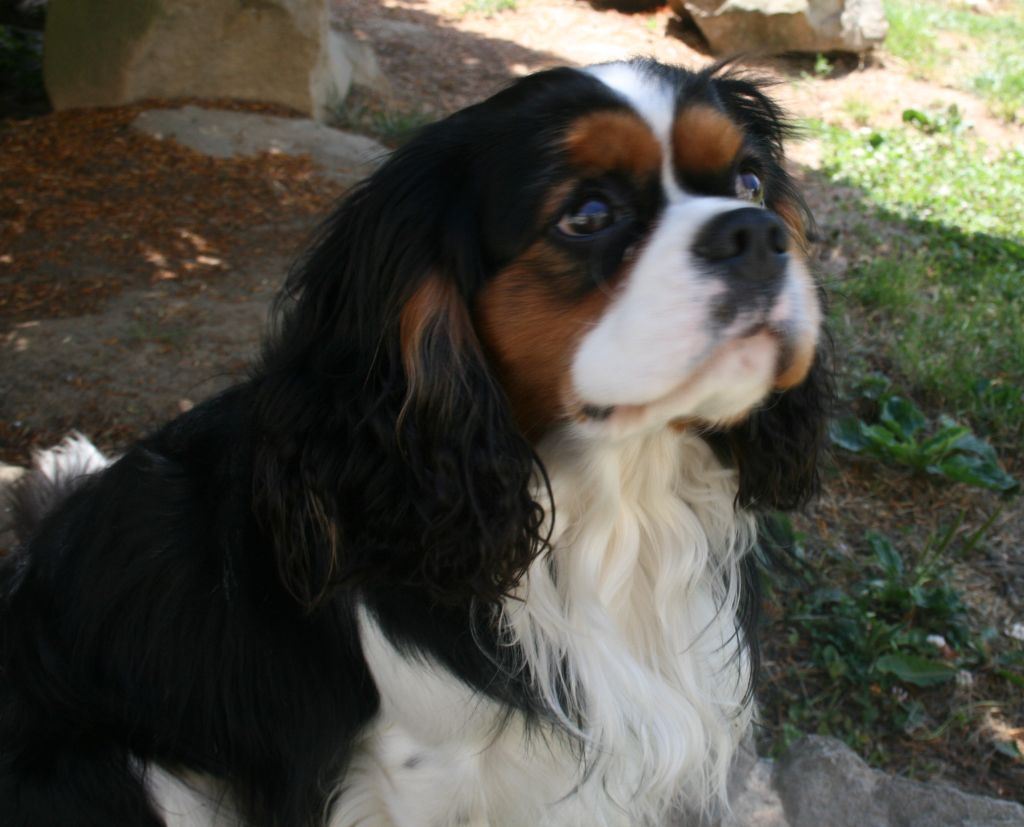 Publication : Des Jardins De Vesco